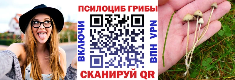 Псилоцибиновые грибы мицелий  Купить  Куса 